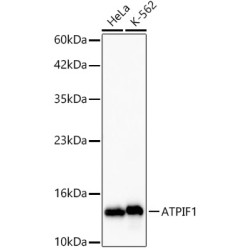 ATPIF1 Rabbit mAb