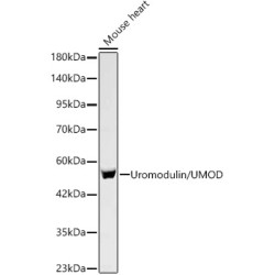 Uromodulin/UMOD Rabbit mAb