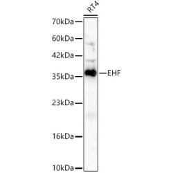EHF Rabbit mAb