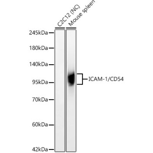 ICAM-1/CD54 Rabbit mAb