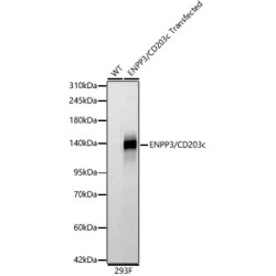 ENPP3/CD203c Rabbit mAb