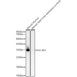 H2-Ab1 Rabbit mAb