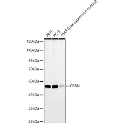 CRBN Rabbit mAb