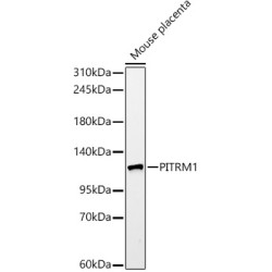 PITRM1 Rabbit mAb