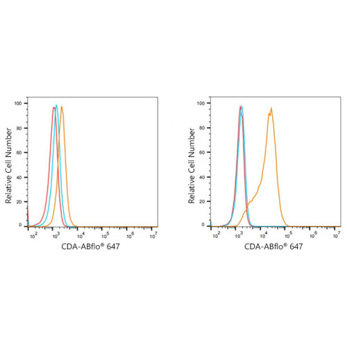 ABflo® 647 Rabbit anti-Human CDA mAb