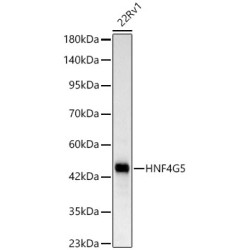 HNF4G Rabbit mAb