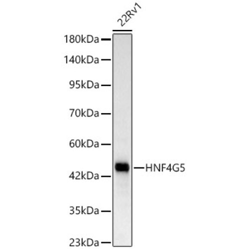 HNF4G Rabbit mAb