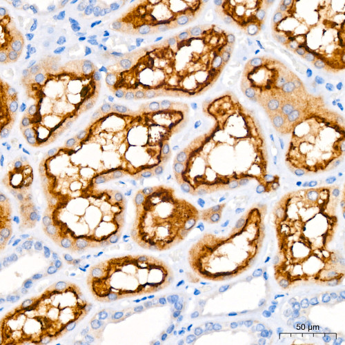 Megalin/LRP2 Rabbit mAb