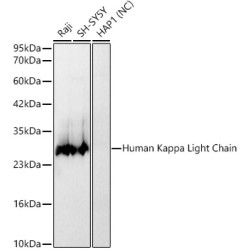 Human Kappa Light Chain Rabbit mAb