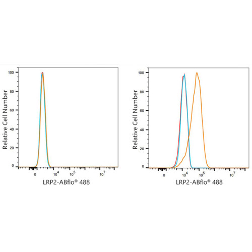 ABflo® 488 Rabbit anti-Human Megalin/LRP2 mAb