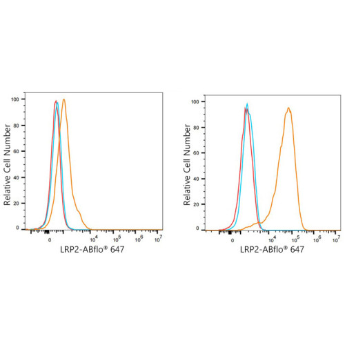 ABflo® 647 Rabbit anti-Human Megalin/LRP2 mAb