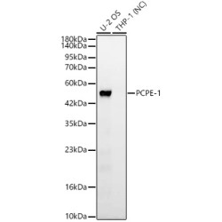 PCPE-1 Rabbit mAb