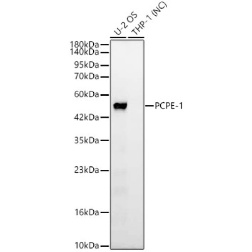 PCPE-1 Rabbit mAb
