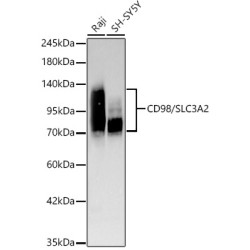 [KD Validated] CD98/SLC3A2 Rabbit mAb