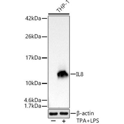 IL8 Rabbit mAb