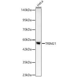 [KO Validated] TRIM21/SS-A Rabbit mAb