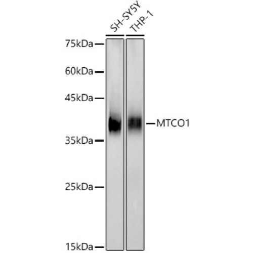 MTCO1 Rabbit mAb
