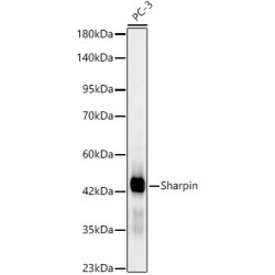 [KD Validated] Sharpin Rabbit mAb