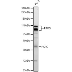 PARG Rabbit mAb