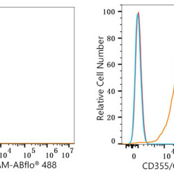 ABflo® 488 Rabbit anti-Human CD355/CRTAM mAb