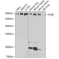 FLNB Rabbit pAb