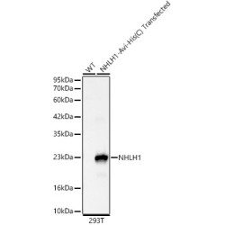 NHLH1 Rabbit mAb