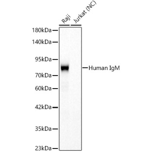 Human IgM Rabbit mAb