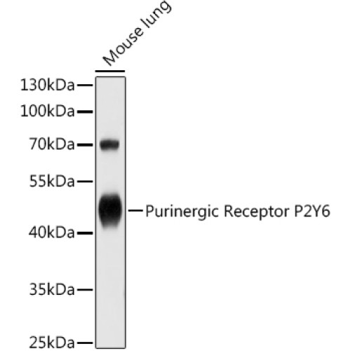 Purinergic Receptor P2Y6 Rabbit pAb