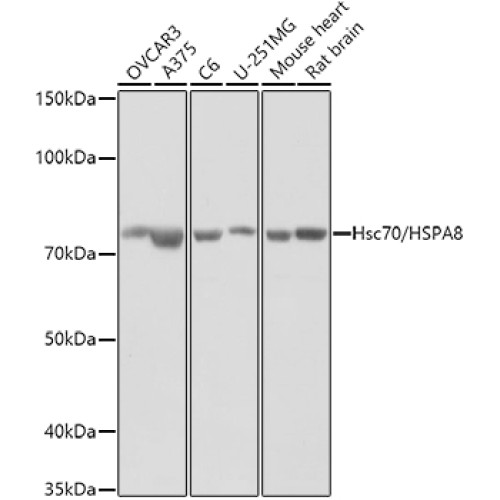 Hsc70/HSPA8 Rabbit pAb