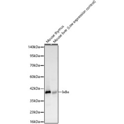 IκBα Rabbit mAb