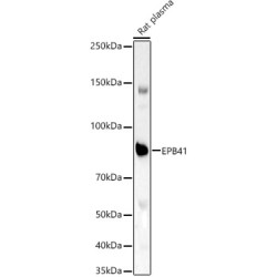 EPB41 Rabbit pAb