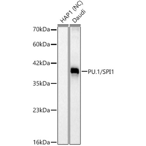PU.1/SPI1 Rabbit mAb