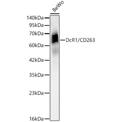 DcR1/CD263 Rabbit mAb
