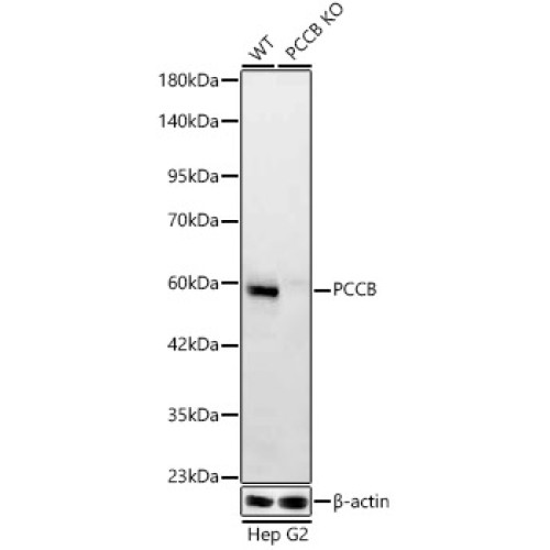 [KO Validated] PCCB Rabbit mAb