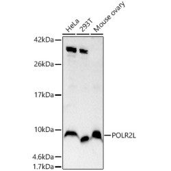POLR2L Rabbit pAb