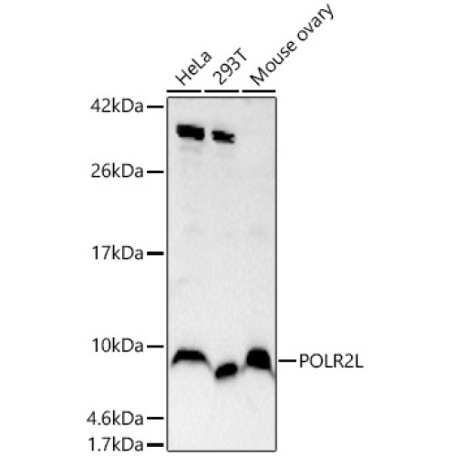 POLR2L Rabbit pAb