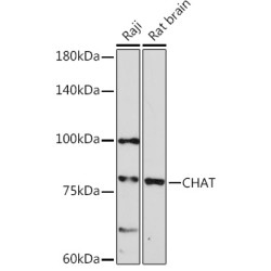 CHAT Rabbit pAb