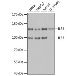 ILF3 Rabbit pAb