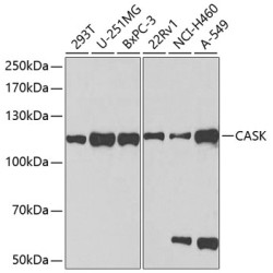 CASK Rabbit pAb