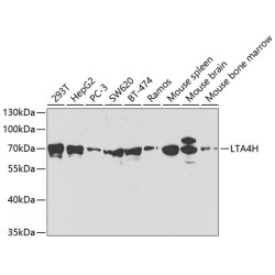 LTA4H Rabbit pAb