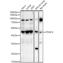 PSMC4 Rabbit pAb