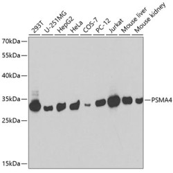 PSMA4 Rabbit pAb