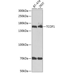 TCOF1 Rabbit pAb