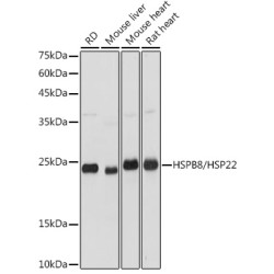 HSPB8/HSP22 Rabbit pAb