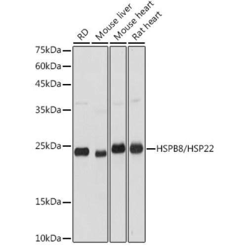HSPB8/HSP22 Rabbit pAb