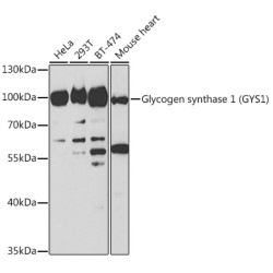 Glycogen synthase 1 (GYS1) Rabbit pAb