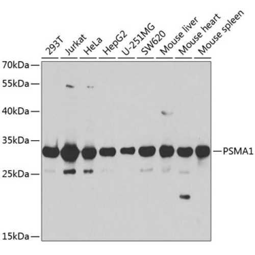 PSMA1 Rabbit pAb