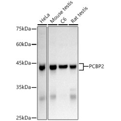 hnRNP E2/PCBP2 Rabbit pAb