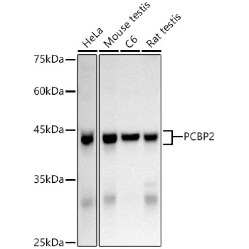 hnRNP E2/PCBP2 Rabbit pAb