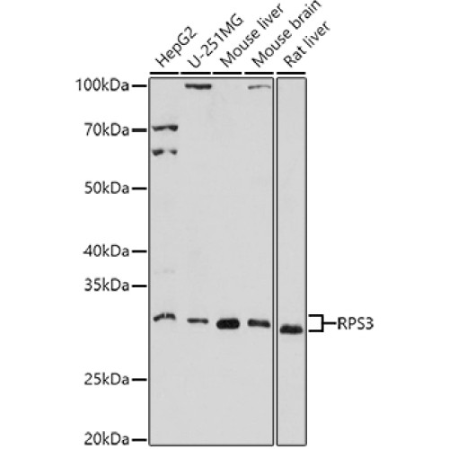 RPS3 Rabbit pAb